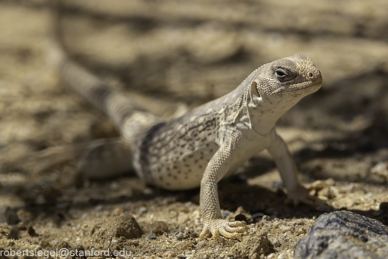 Desert Biogeography of Joshua Tree National Park